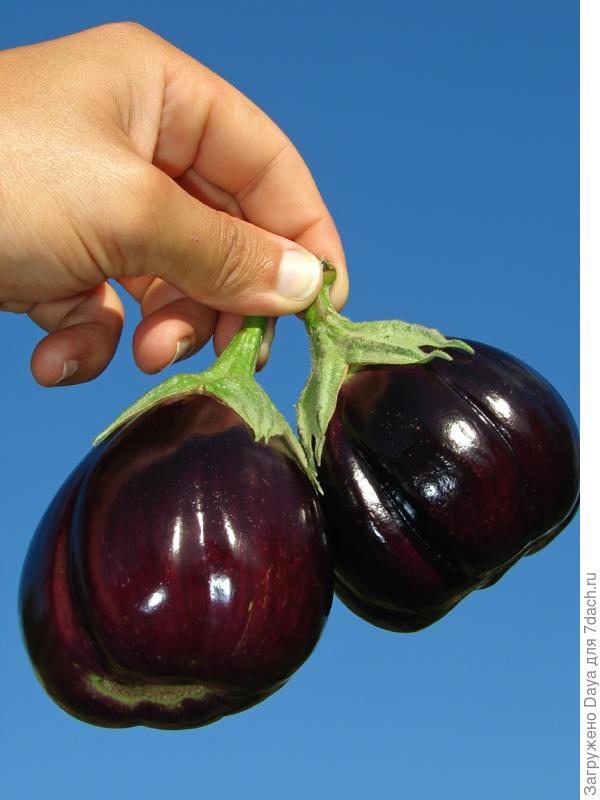 Мама, папа, я - дачная семья.