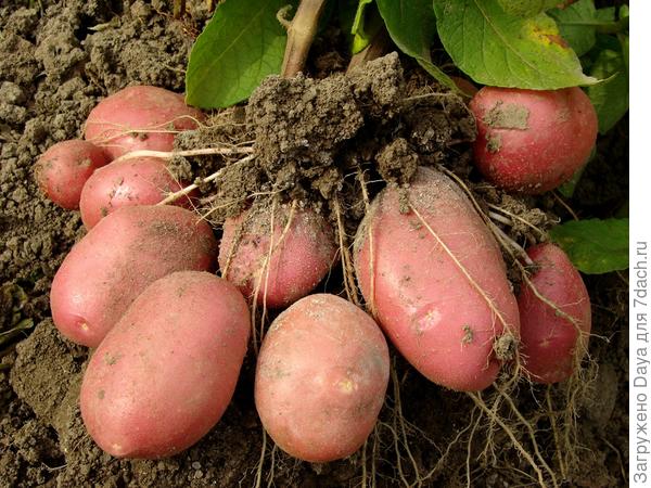 Куст картофеля сорта Рокки