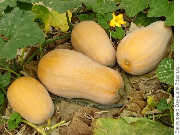 Мама, папа, я - дачная семья.