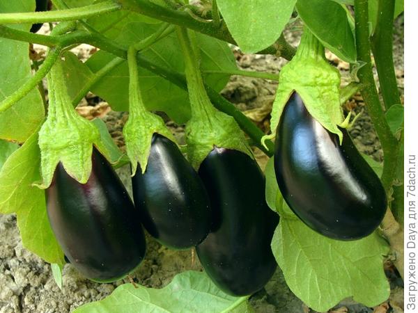 Мама, папа, я - дачная семья.