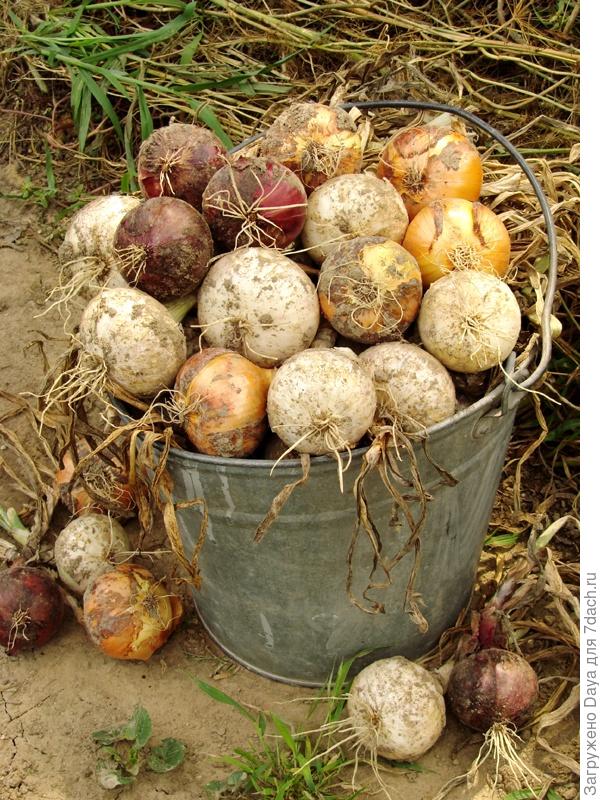 Мама, папа, я - дачная семья.