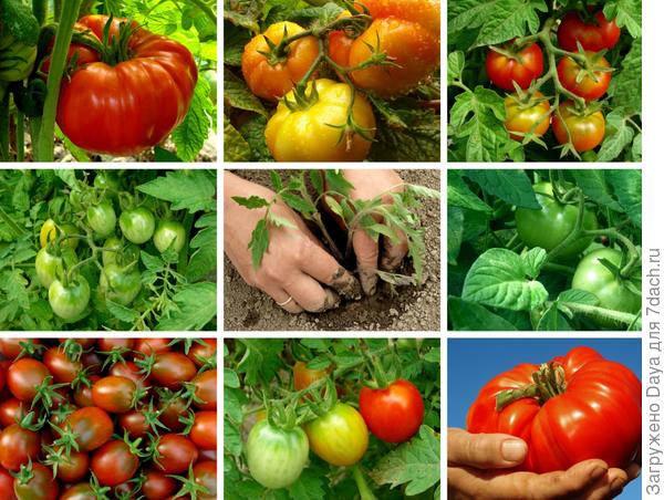 Мама, папа, я - дачная семья.