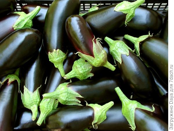 Мама, папа, я - дачная семья.