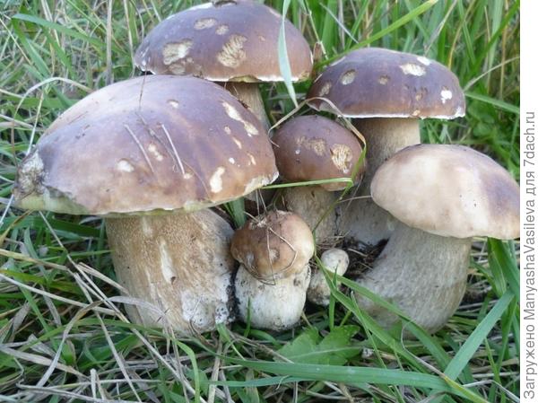 Дачный сезон- это маленькая жизнь с большими победами!!!