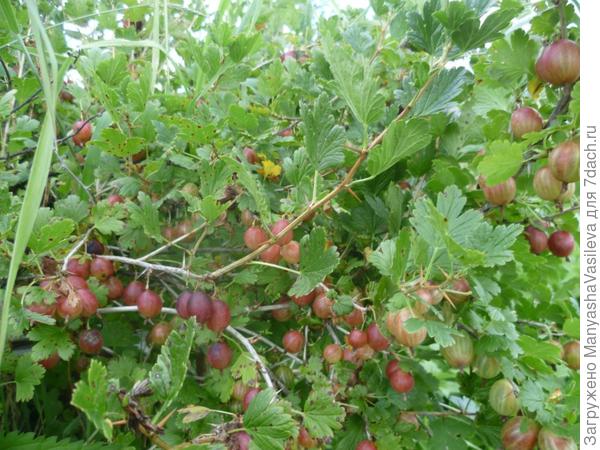 Дачный сезон- это маленькая жизнь с большими победами!!!