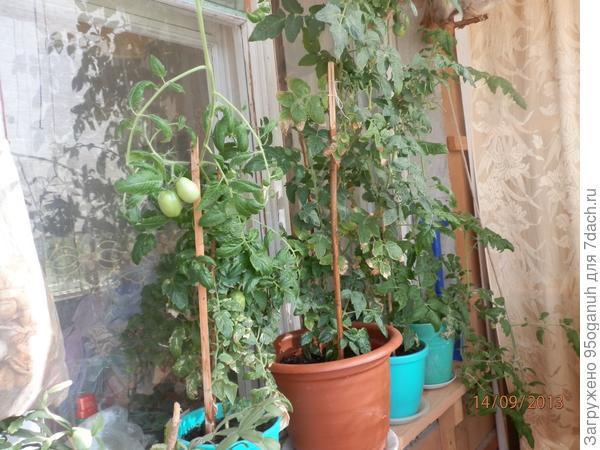 моя дача-мой балкон!!!