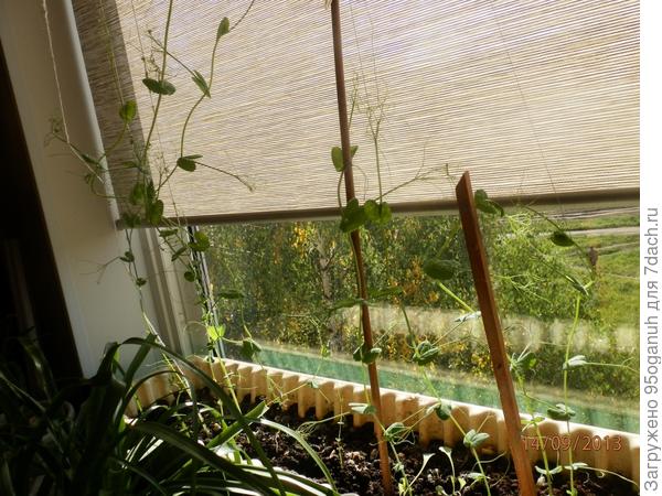 моя дача-мой балкон!!!