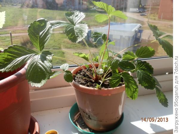 моя дача-мой балкон!!!