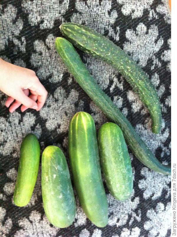 всякие разные выросли наши огурчики