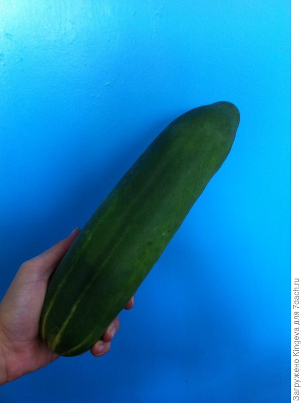 огурец-гигант