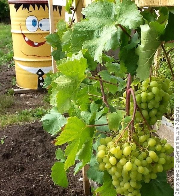 В Приамурье появятся виноградники и земляничные поля