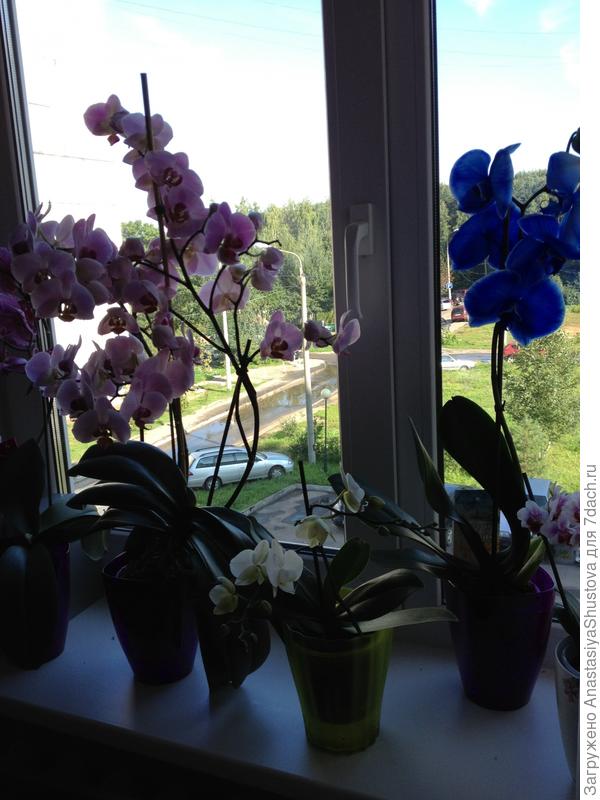 орхидеи