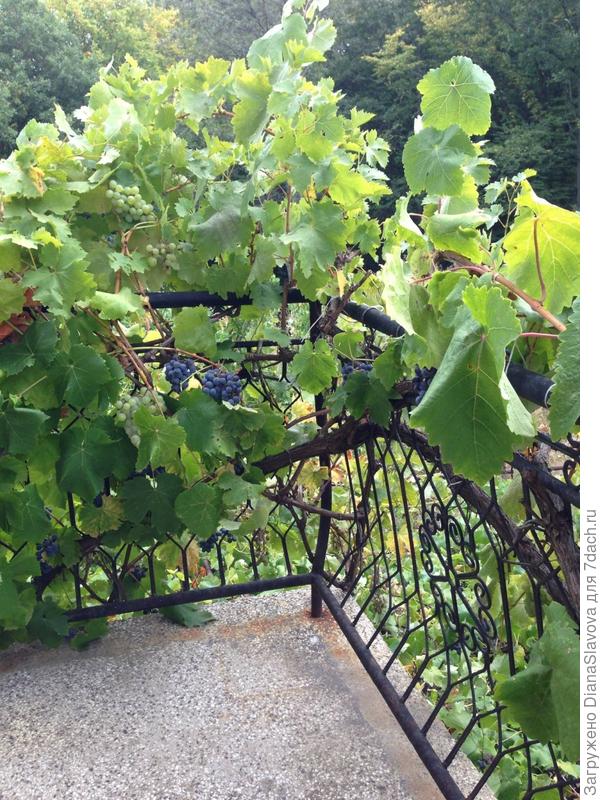 виноград