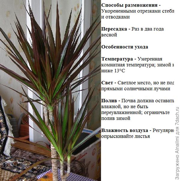 цветок 11