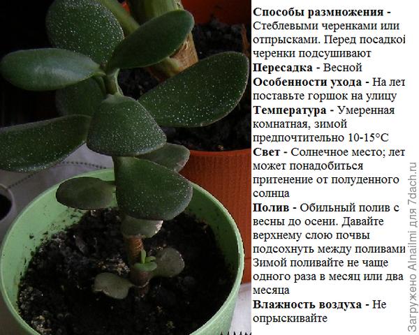 ЦВЕТОК6