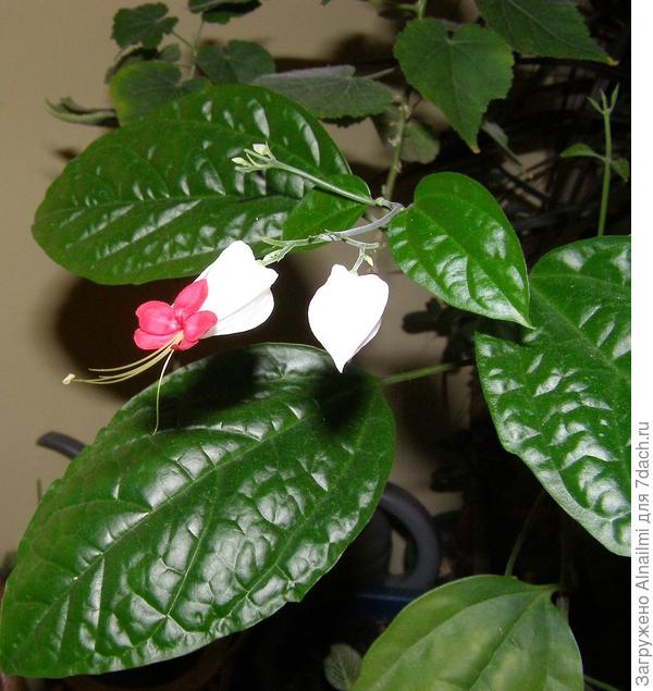 клеродендрум