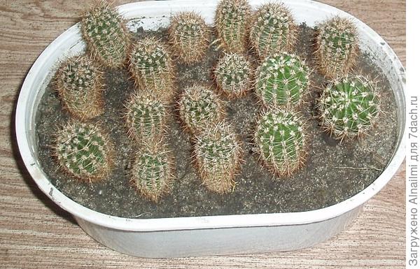 детский сад