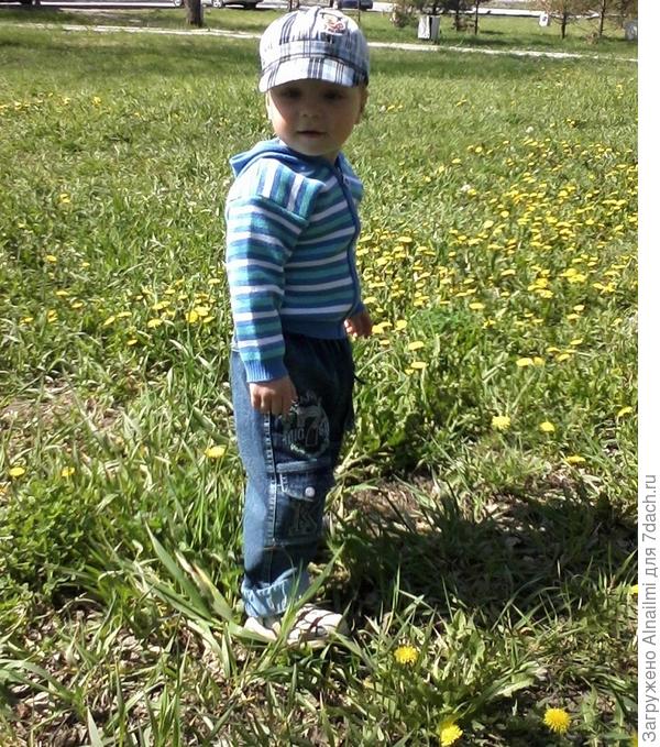 одуванчики