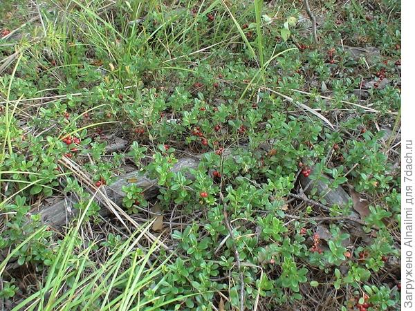 брусничник