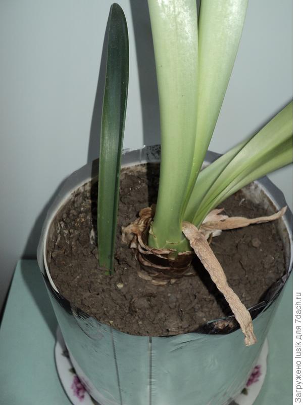 как размножается мой любимый цветочек