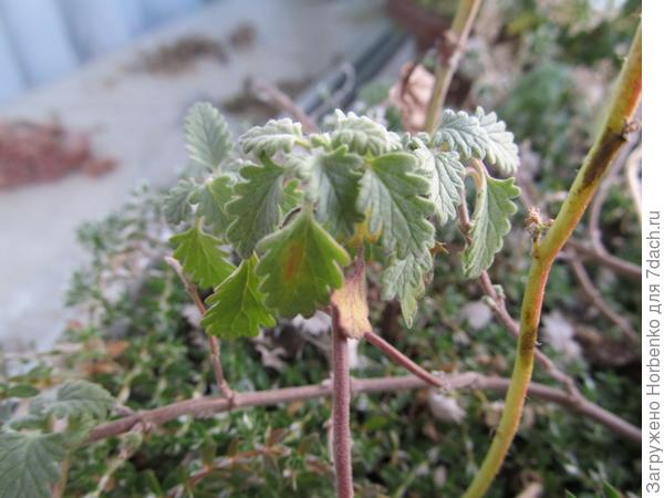 Растение из Крыма