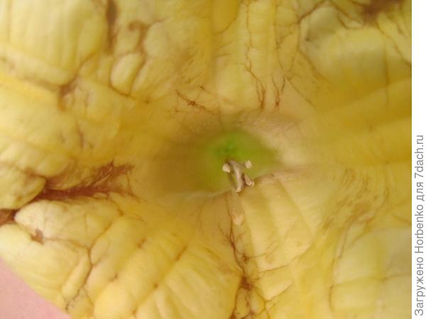 Сирота Бругманская