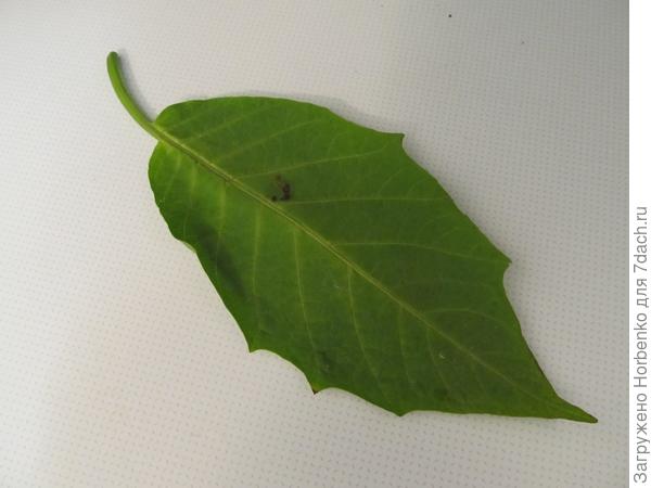 Сирота Бругманская