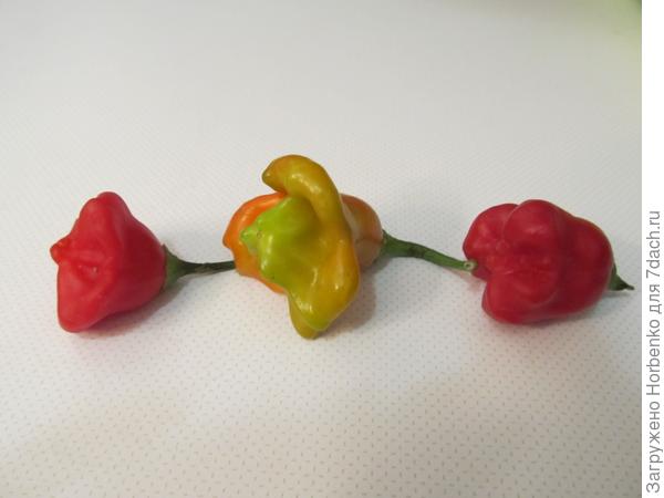 Новый сорт перца