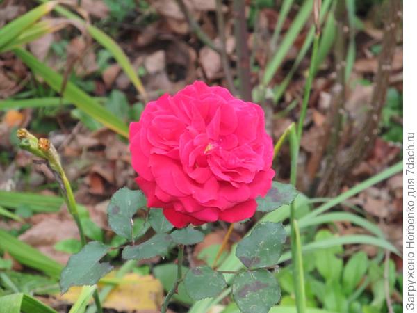 Природа сошла с ума?