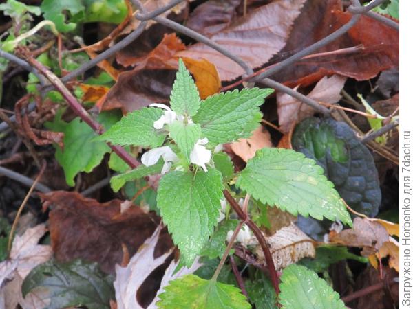 Природа сошла с ума?