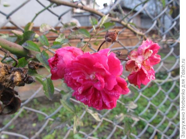 Природа сошла с ума?