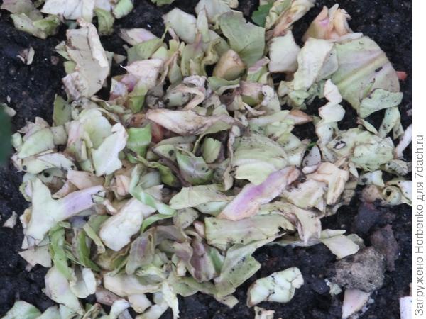 Подготовка к зиме в городском палисаднике