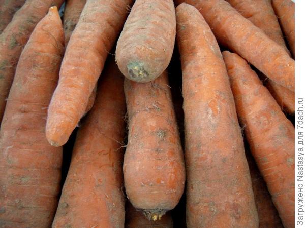 Урожай моркови