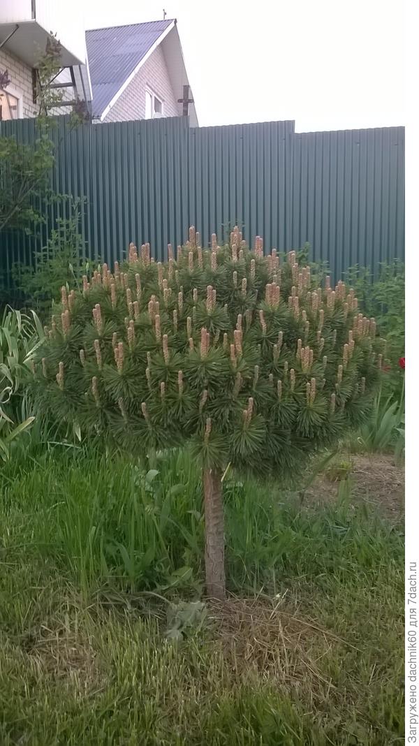 сосна штамбовая