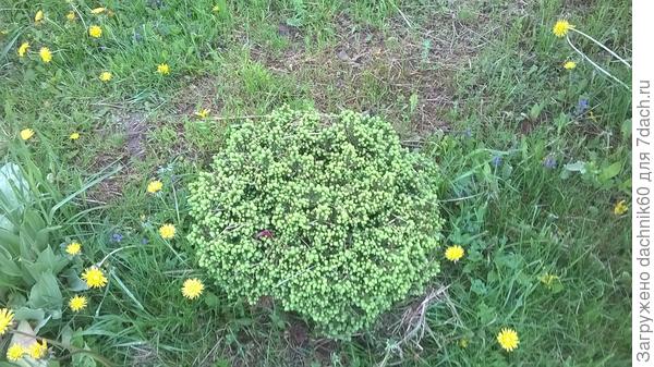 карликовая пихта