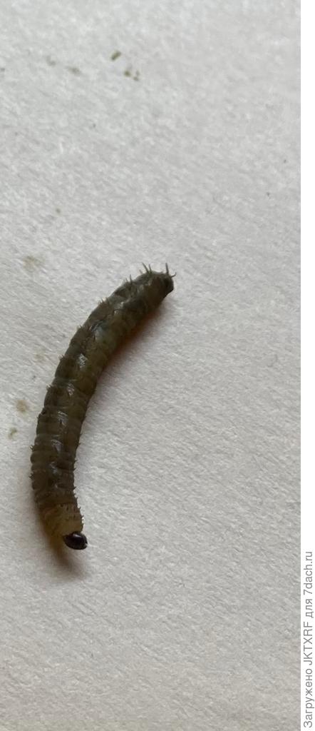 гусеница