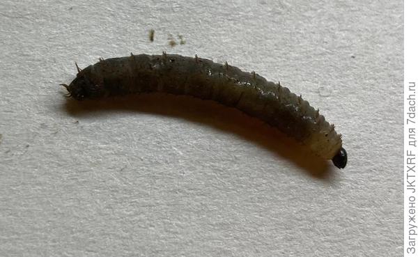 гусеница
