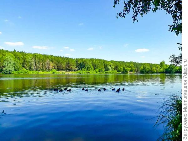 Милые уточки на озере.
