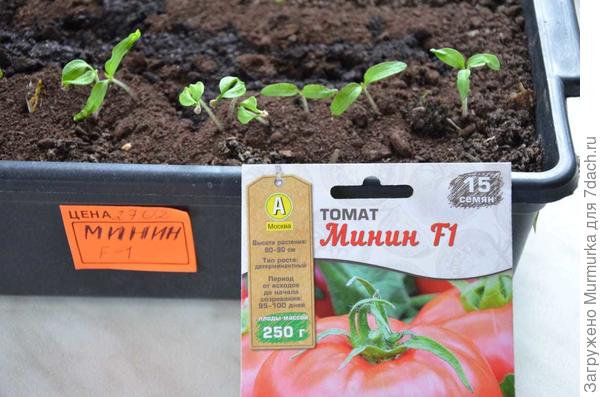 минин