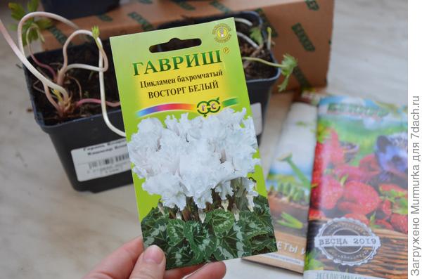 семена