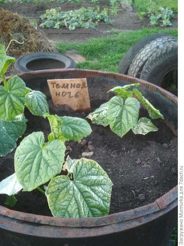 ночь