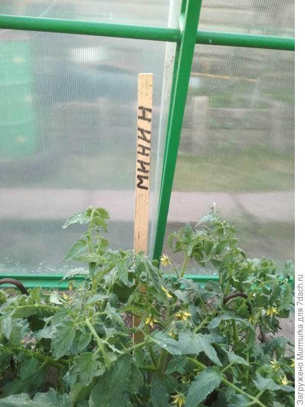 пасынки