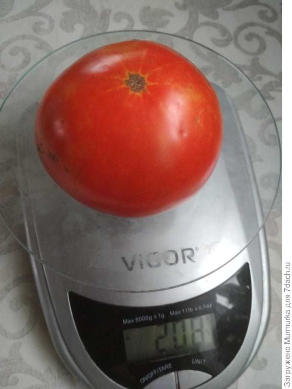 плод