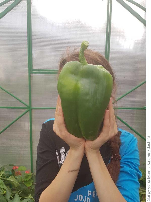 голова
