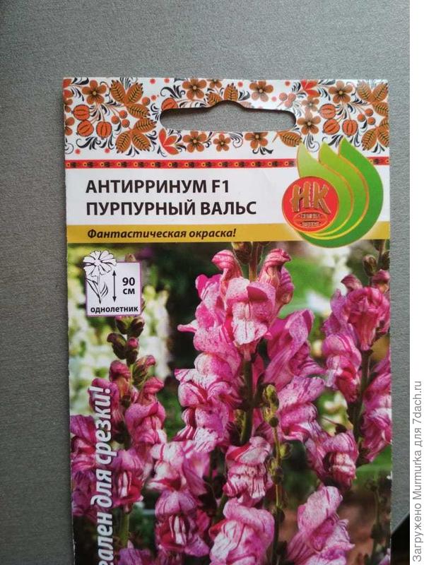 Именно наш походу однолетник)