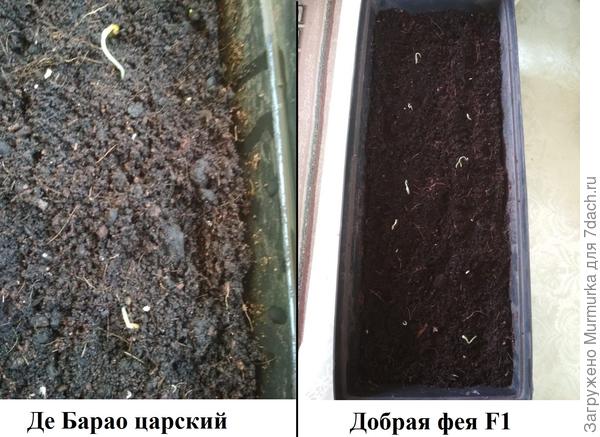 всходы