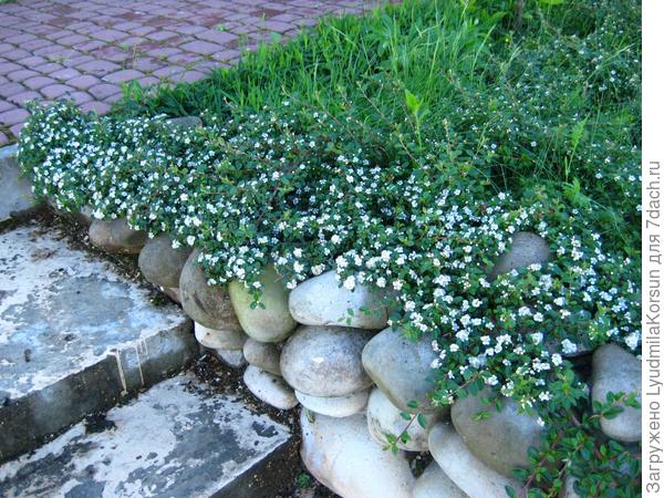 Это кизильник шведский...хорошо (как и живучка) укрепляет склоны и декоративенээ