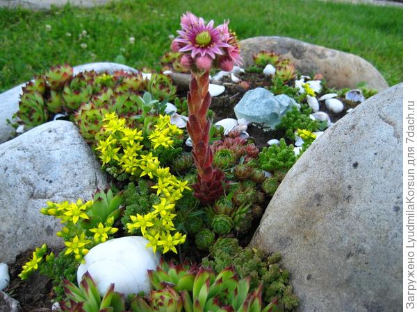 Маленькая альпийская горка...Зацвела каменная роза...