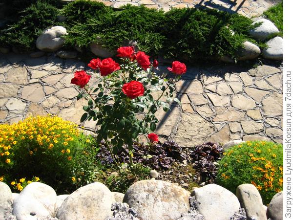 Моя любимая роза....и декоративные чернобрывцы...