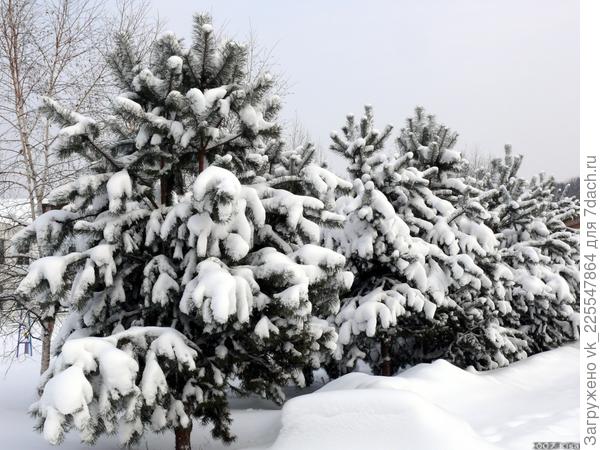 Дальневосточные сосенки